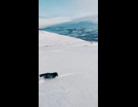 Dog chases guy skiing down mountain 