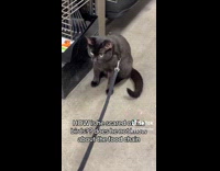 Collab ClipsIG - Cat scared of birds inside pet store 