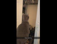 Cat falls down after jumping atop closet drawer