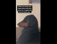 Angry Dobermann Would Not Look at Owners