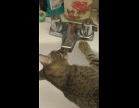 Grey brown cat drinks water sink faucet 