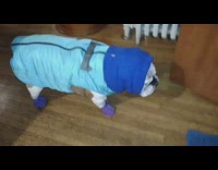 white english bulldog with snow boots and blue jacket 