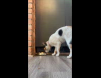 Collab Clips MPUGC2 - Cat becomes unbothered when eating