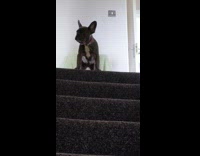 Puppy scared to go down stairs talk