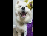 White dog wears purple cape and crown 