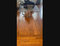 Cat plays with rubber band hits head