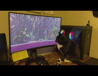 Cat stare at birds in computer screen