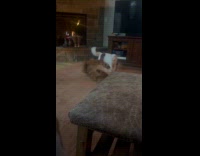 White cat playing acts like a dog