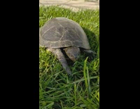 Turtle relaxes on the grass for some sunlight
