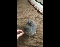 Girl feeds grey bunny rabbit food treat