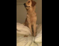 Fruit snack challenge golden retriever dog bed 