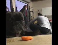 MUSIC black french bulldog getting chip from table