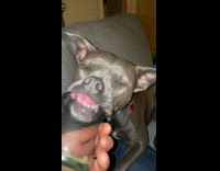 Dog licks jar teeth seen on glass