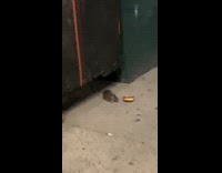 Rat drops chocolate donut sidewalk green scaffolding