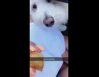 White dog under table eats tater tot