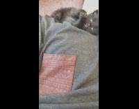 Black pet kitten licks and cleans its paws beside owner