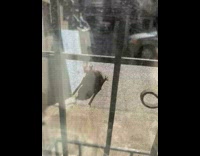 Collab winy - Bat crawl on window net screen day