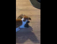 Two cats fight rolls over the floor