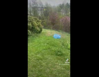 Cat rolls in tent 