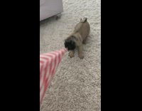 Small pug pulling red and white striped shirt of woman 