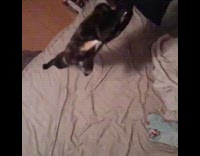 Cat jumps and catches crumpled up tissue 