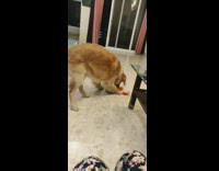 Golden retriever dog red reindeer ears pt. 2