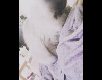 Cat lays down chest girl purple bathrobe