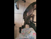 Puppy tries wrestle big dog on floor