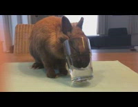 Brown bunny rabbit face in glass water