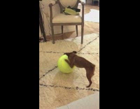Small Brown Dog Tries To Bite Giant Yellow Tennis Ball