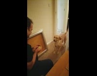 Brown dog throw ball back to man