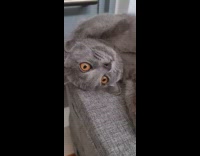 Grey cat lays with eyes open 