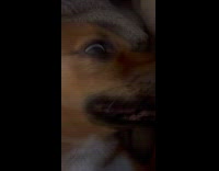 Dog rolls eyes like zombie before sleeping