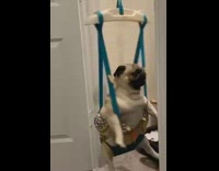 Pug dog sits in baby swing spins