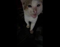 Collab Clips MPUGC - Cats meow sounds like laugh