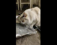 Pet cat licks glue from the plastic packages