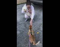 Collab Clips mpugc - Brown cat slaps womans hand not friendly