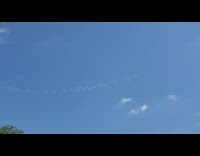 Airplane writes will u marry me sky