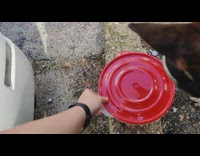 Dog with googles and vest fed by the owner