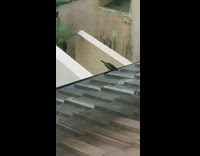 Black white bird drinks water rooftop gutter