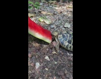 Collab DailyDoseOfInternet - Young snapping turtle eat watermelon on ground