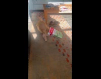 Dog head got stuck on milk carton