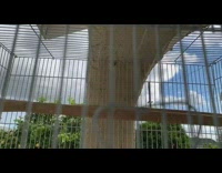 Black white bird flies around inside cage