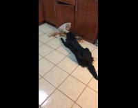 Puppy pets black dog pats her head