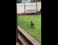 Dog scares away magpie on yard