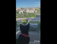 Cat poses for camera in chair 