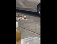 Pigeons eat trash 