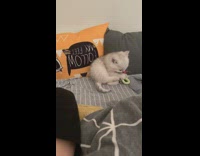 Fluffy Kiten Holds Onto Chew Toy 