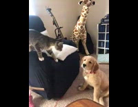 Collab KaleSaladIG - Cat jumps and attacks golden retriever dogs face 