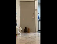 Two cats follow laser dot on door